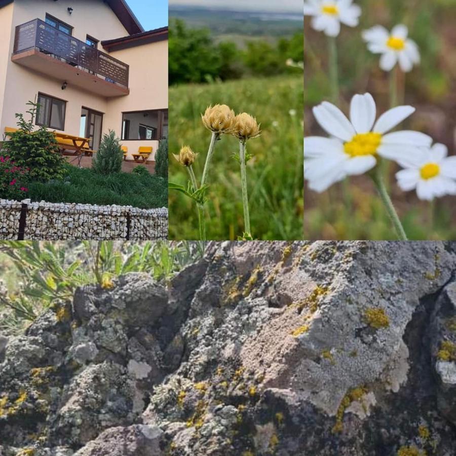 Piatra Rosie Pensiune Agroturistica 호텔 Niculitel 외부 사진